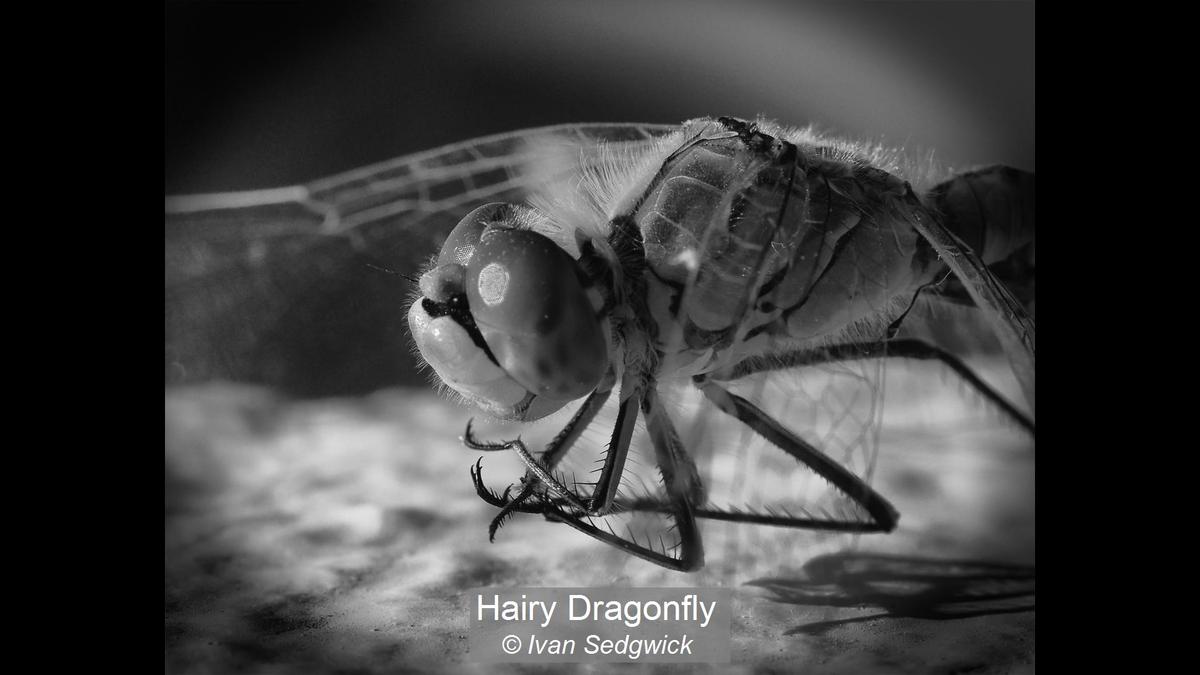 16_Hairy Dragonfly_Ivan Sedgwick